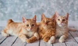 貓咪爆料合集視頻下載大全,萌寵瞬間，歡樂下載大全