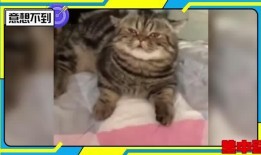 吸咪咪的在線觀看,一場視覺盛宴的在線觀看體驗