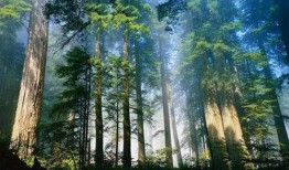 老林爆料知名教練視頻,老林獨家爆料，健身界風云再起