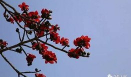 深圳木棉花爆料案件最新,揭開(kāi)娛樂(lè)圈潛規(guī)則黑幕