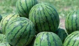 瓜農今日吃瓜網紅黑料,今日吃瓜事件引發熱議