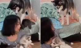 南京爆料二哈合伙人視頻,萌寵日常笑料連連