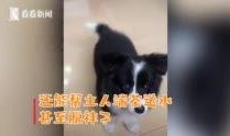 網友爆料邊牧犬的視頻,聰明邊牧犬的日常生活瞬間