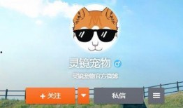 寵物爆料博主視頻在線觀看,視頻背后的真實(shí)故事