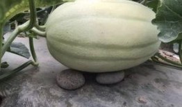 免費(fèi)吃瓜入口怎么找不到,探尋網(wǎng)絡(luò)神秘現(xiàn)象背后的真相