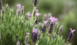 薰衣草免費觀看在線觀看,在線觀看指南