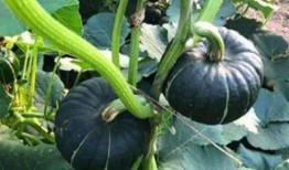 網(wǎng)紅吃瓜金伊娜是誰,瓜界風(fēng)云人物