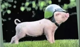 粉色的豬陳佩奇吃瓜免費,免費瓜果背后的故事