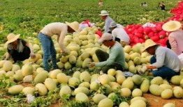 網紅吃瓜渠道,幕后真相大曝光！