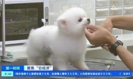 寵物爆料博主視頻在線觀看,視頻背后的真實(shí)故事