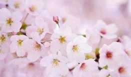 櫻花爆料大神是誰呀視頻