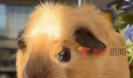 寵物爆料博主視頻在線觀看,視頻背后的真實(shí)故事