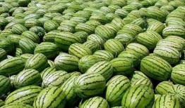 大瓜爆料視頻綠瓜,大瓜爆料視頻背后的真相與內幕