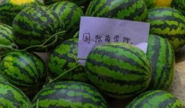 復(fù)旦大學(xué)網(wǎng)紅吃瓜,揭秘校園熱點(diǎn)背后的故事