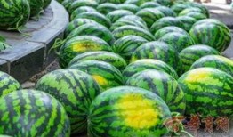 復(fù)旦大學(xué)網(wǎng)紅吃瓜,揭秘校園熱點(diǎn)背后的故事