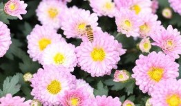 深圳木棉花爆料案件最新,揭開(kāi)娛樂(lè)圈潛規(guī)則黑幕