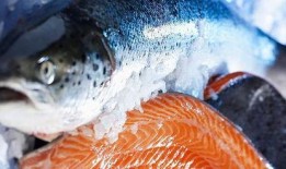 新聞爆料海魚視頻下載免費(fèi),暢享海洋生物精彩瞬間