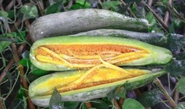 免費吃網紅瓜最新,免費品嘗背后的秘密與誘惑